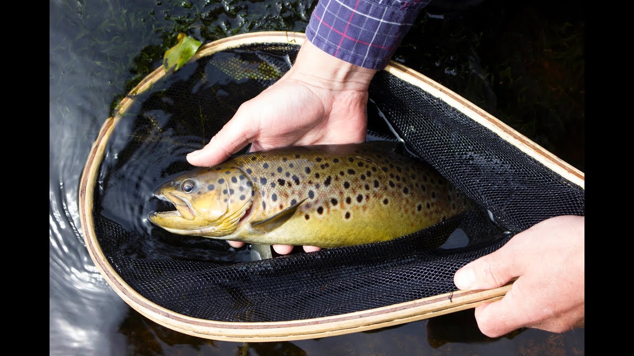 Ørretfiske i Eksingedalen