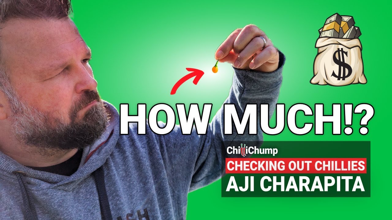 Worlds Most Expensive Chilli? Aji Charapita  - Episode 23