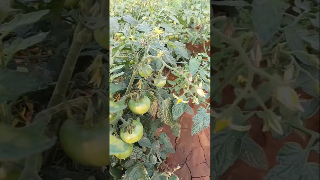 ಟೊಮೇಟೊ ಕೃಷಿ |tomato crop 
