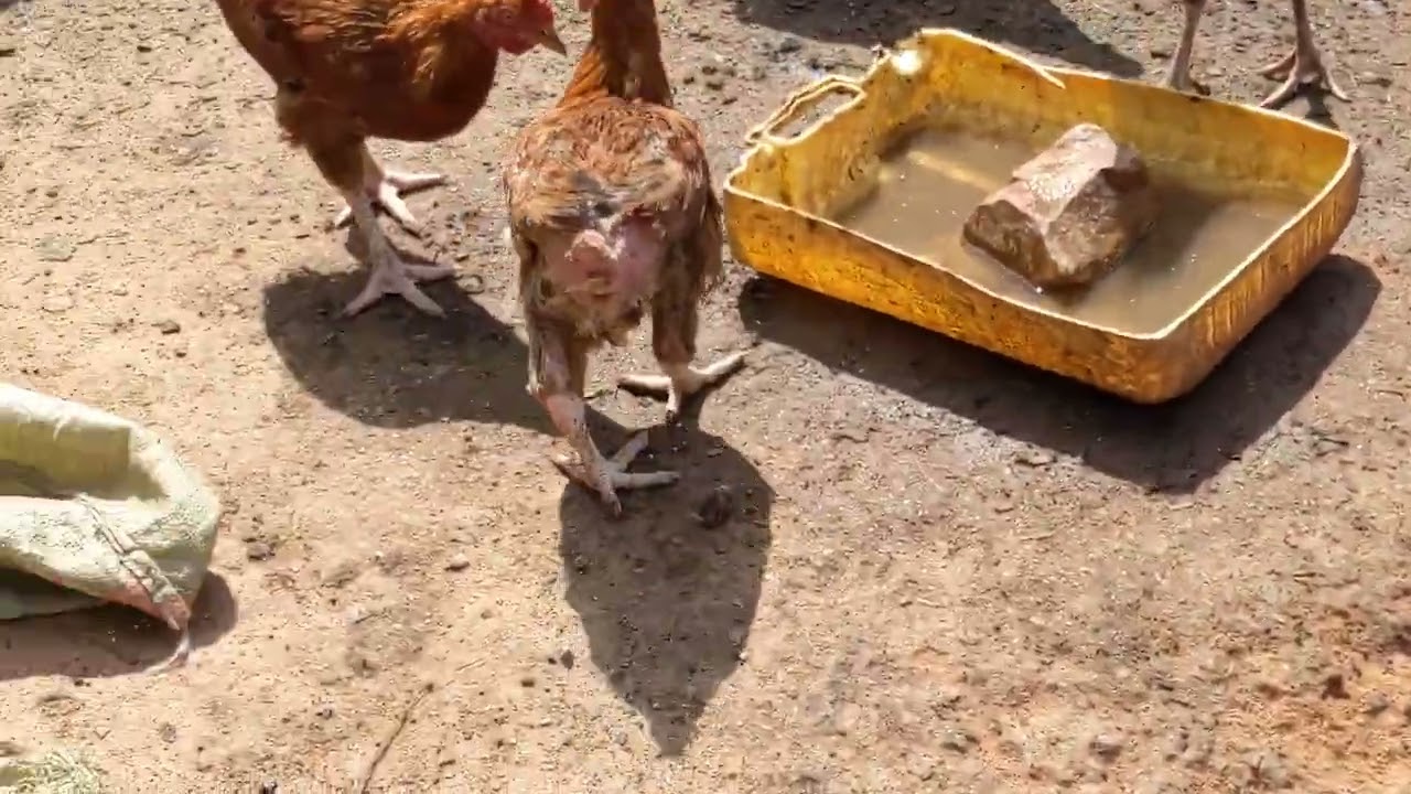 #chicken inkoko za saso zifite amezi 4 ziraboneka kugiciro cyiza welcome everyone 🍗🍖🍖🥩