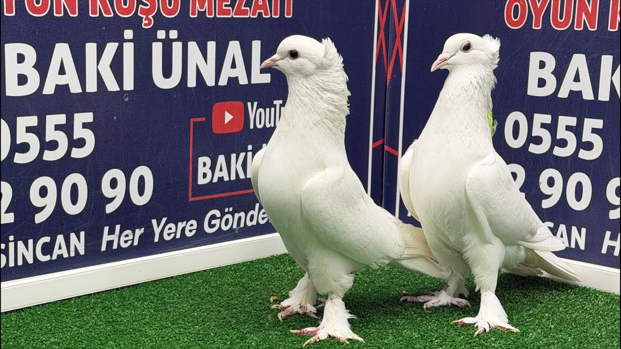 🏆❗👑 Canlı Güvercin Mezatı #Mezat BAKİ ÜNAL 🏆❗👑