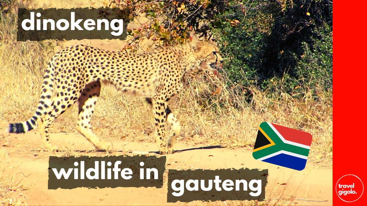 Travel Review: Dinokeng Game Reserve - Big 5 in Gauteng (South Africa Self Drive)[Covid Travel Vlog]