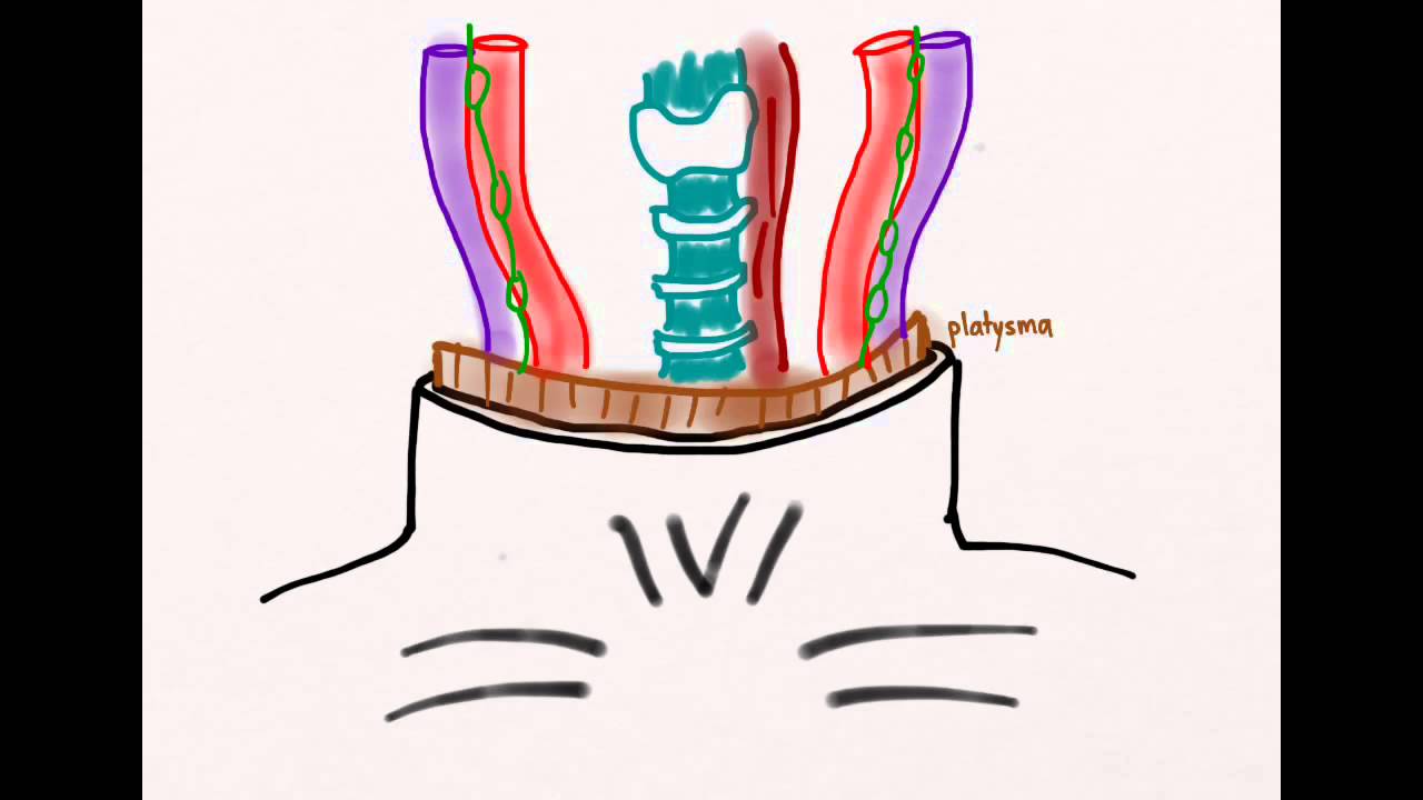 Penetrating Neck Trauma 01: Anatomy