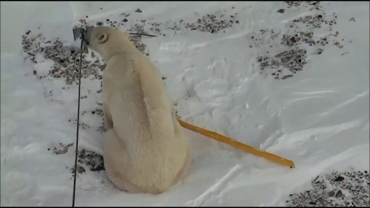 Cape South - Polar Bear chewing on the tower cable and safety pipe.