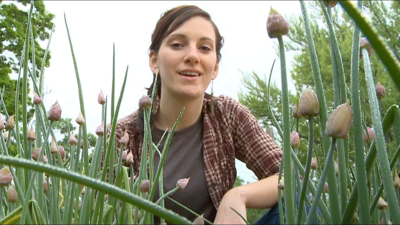 Growing Chives by Burpee
