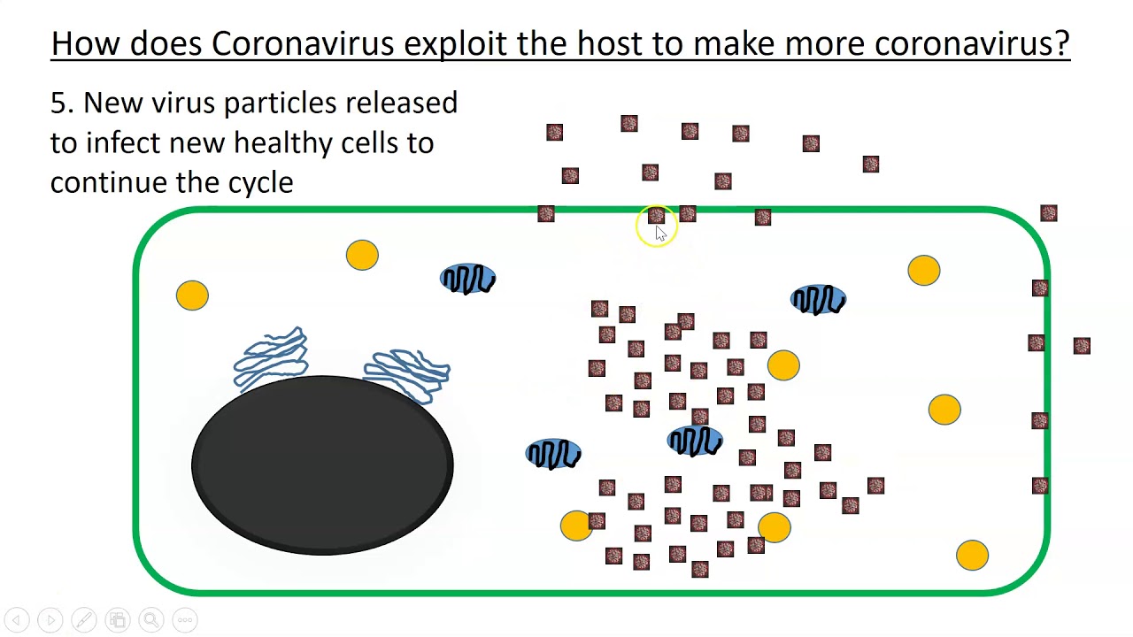Coronavirus, useful information