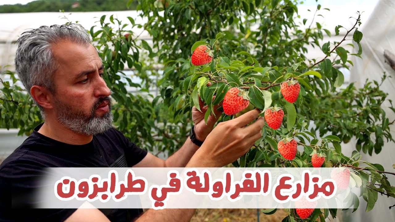 طرابزون  | الريف التركي | مزارع الفراولة | الشمال التركي