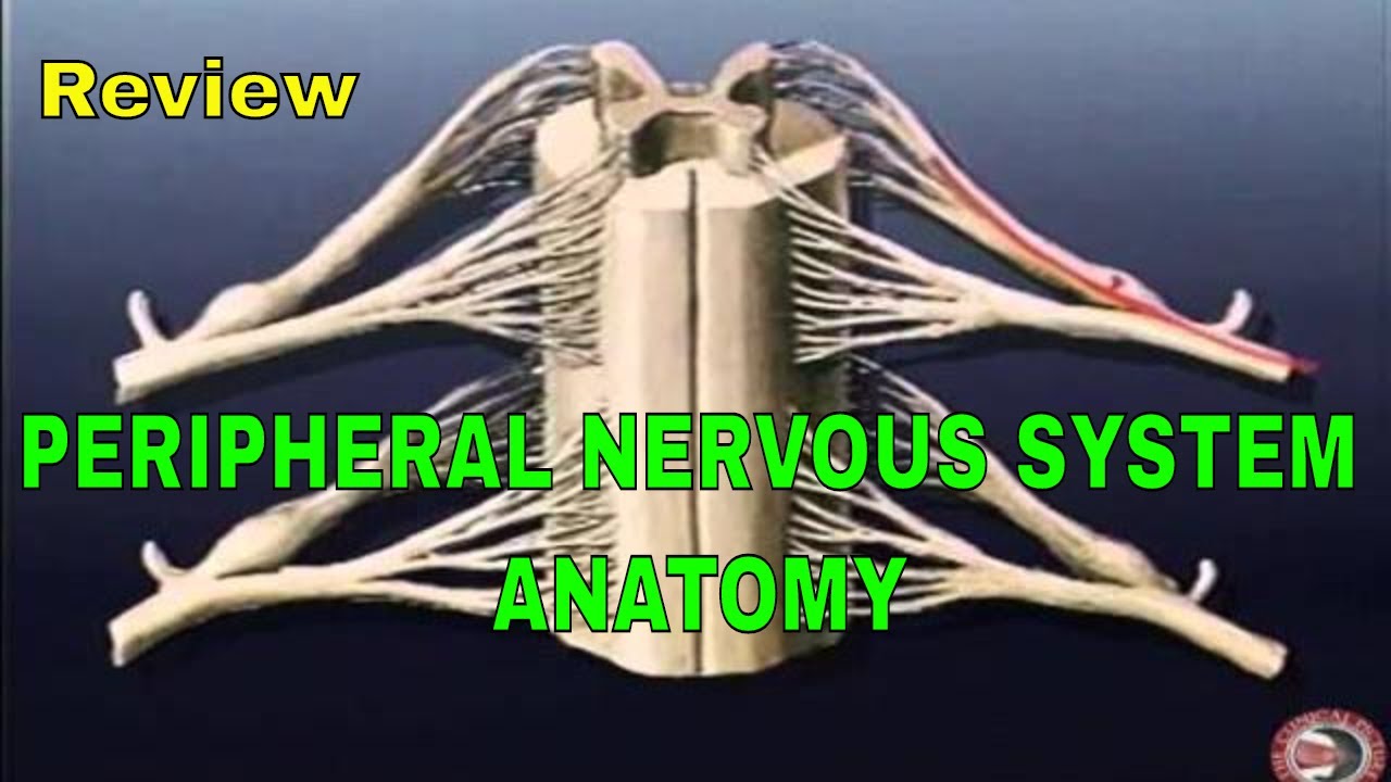 REVIEW - Basic Peripheral Nervous System Anatomy