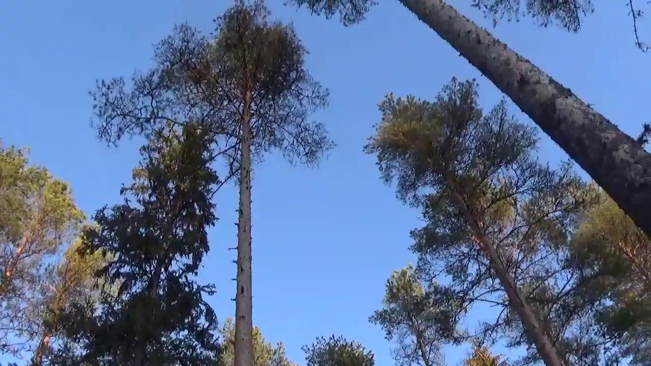 Havaintoja jatkuvankasvatuksen metsästä