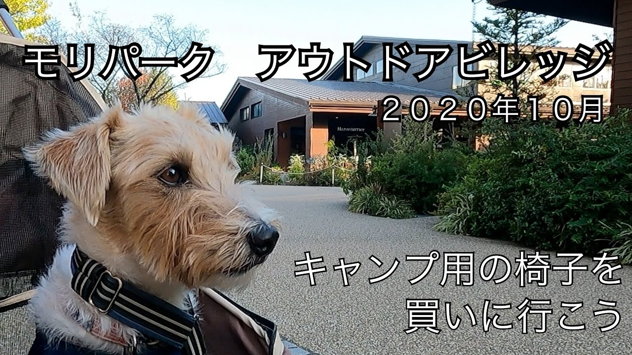 モリパークアウトドアビレッジへ　ジャック ラッセルテリアJake 伊勢志摩キャンプに向けコールマンの椅子を買う