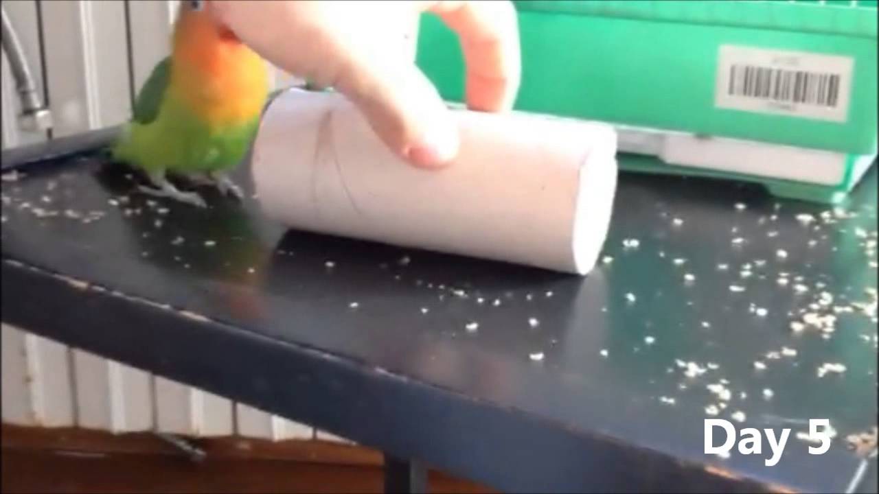 Fischer lovebird taming process first week