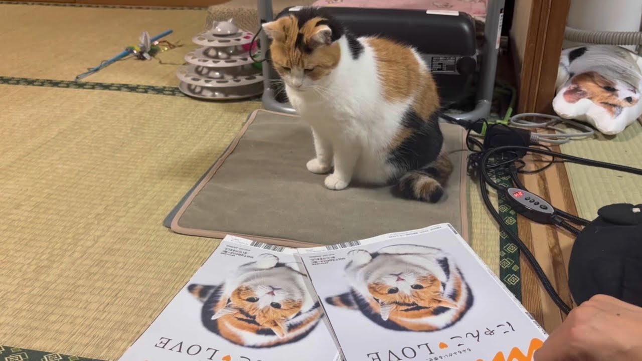 【三毛猫】ananのバックカバーになったミケ（2025年10月29日）