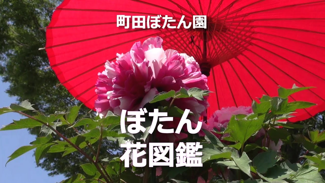 町田ぼたん園　「ぼたん花図鑑」