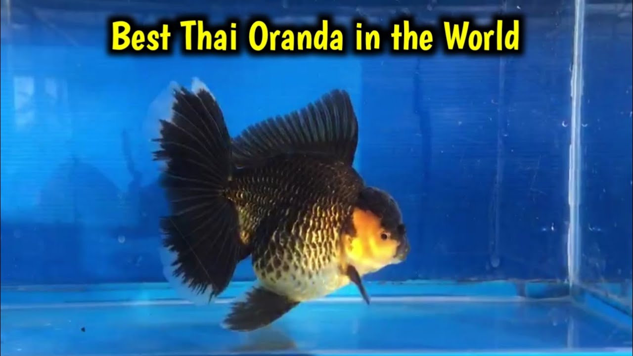 The best Thailand Oranda Goldfish | Thailand Goldfish Farm