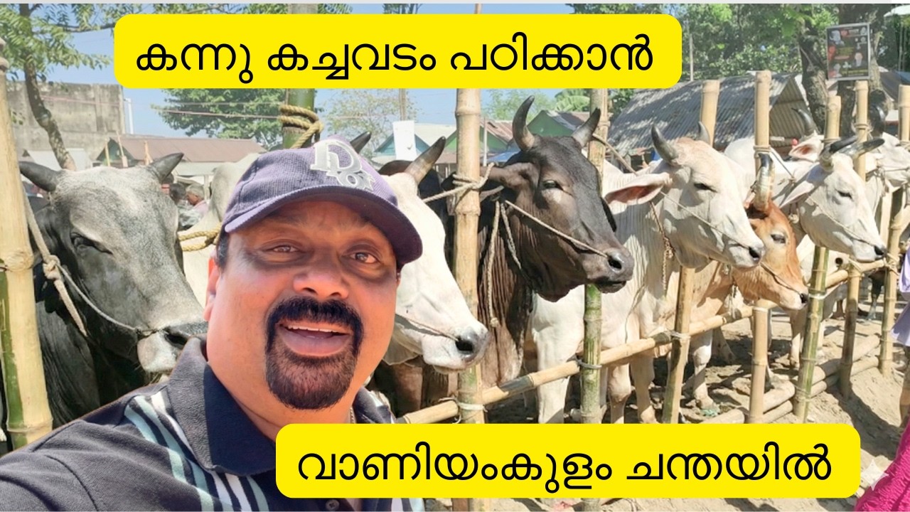 കന്നു കച്ചവടം പഠിക്കാൻ വാണിയംകുളം ചന്തയിൽ | കേരളത്തിലെ വലിയ ചന്തയിൽ
