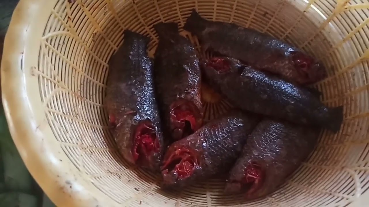 দারুন স্বাদের দেশি কৈ মাছের ঝালের রেসিপি 👌👌#food #mycooking #cooking #minivlog #recipe #vlog