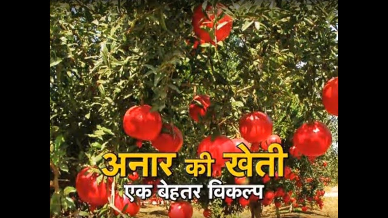 Khet Khalihaan - Pomegranate Farming special
