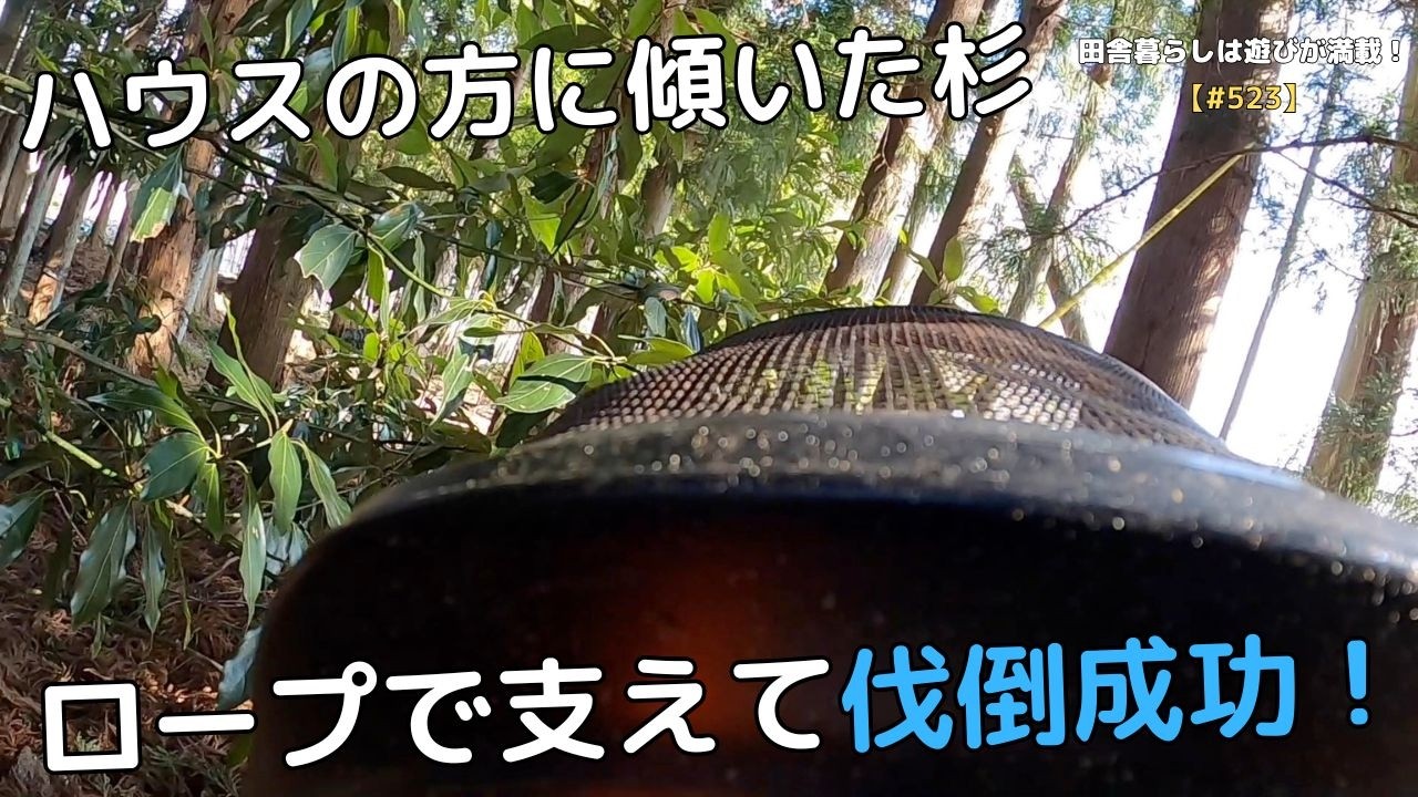 [#523] ハウスの方に傾いた杉　ロープで支えて伐倒成功！