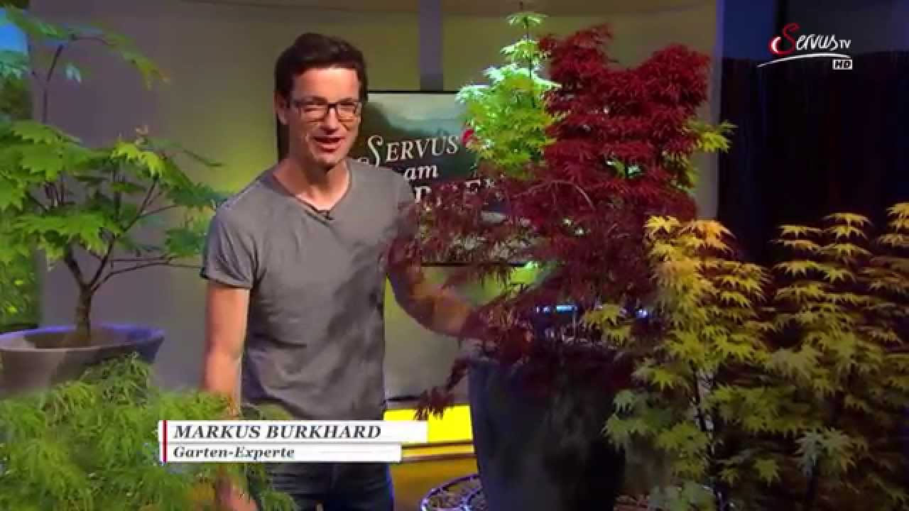 Markus Burkhard - Japanische Ahorne