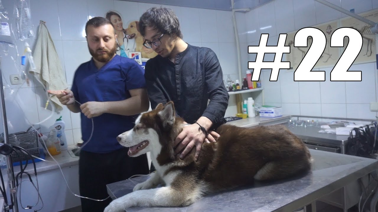 ტობი ავად არის... გადასხმები და ნემსები  | VLOG #22