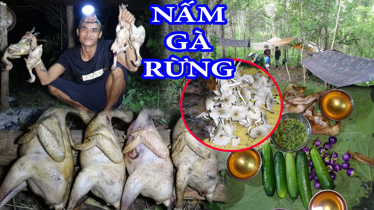 SĂN GÀ RỪNG MIỀN NÚI, VÀO ĐỘNG GÀ RỪNG TRÚNG NẤM MỐI - T2