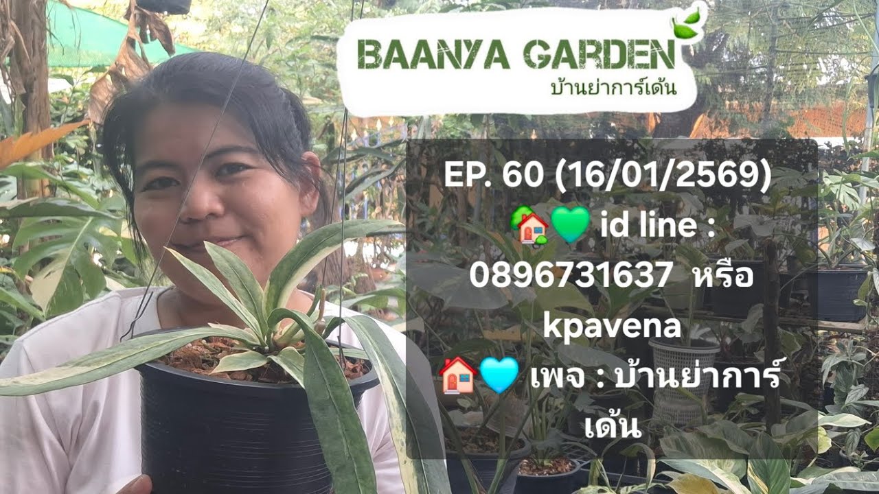 EP. 60 (16/01/2569) id line : 0896731637 ค่าจัดส่งเหมาๆ 100 บาท ก้านส้ม มอน ฟิโล กวักมรกต อื่นๆ