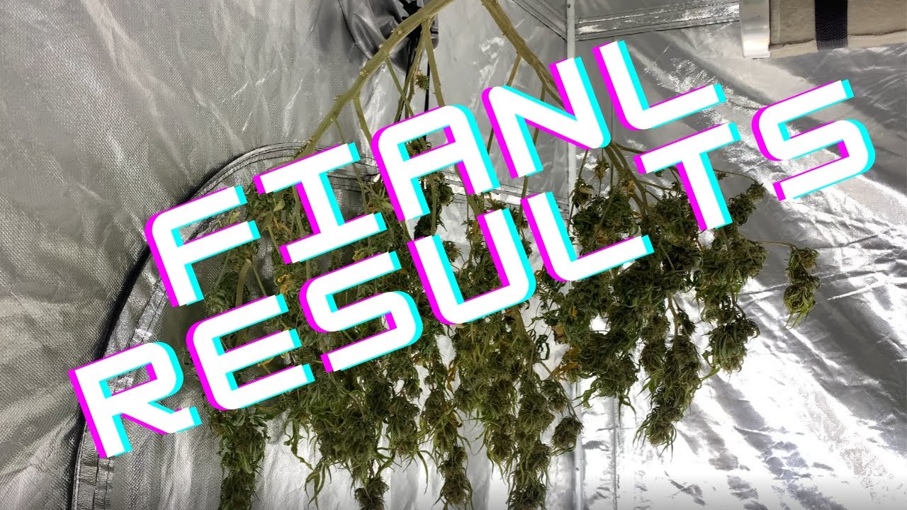 HARVEST, TRIM & CURE | How to grow weed EASY