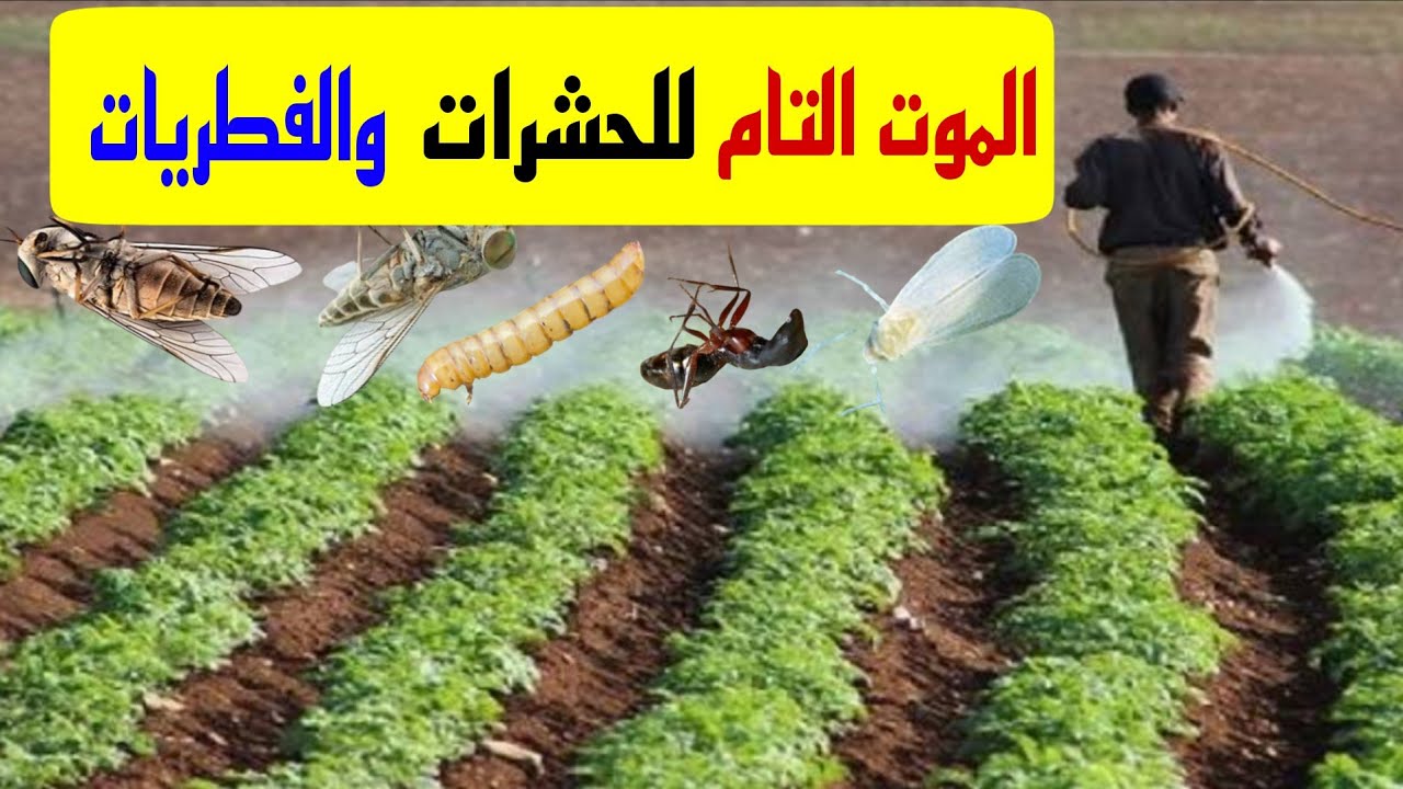 وداعاً لأمراض النبات 👋 مبيد طبيعي فعّال يقضي تماماً على الفطريات والحشرات 🌱