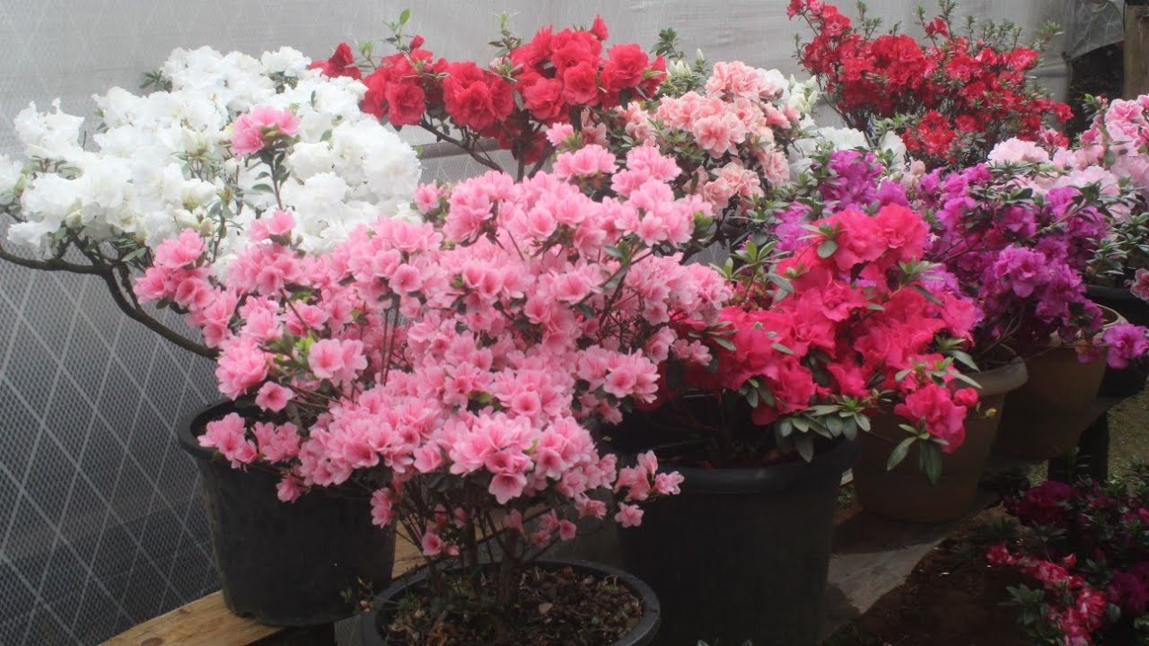 #azalea  #flowers Blooming Beautiful.