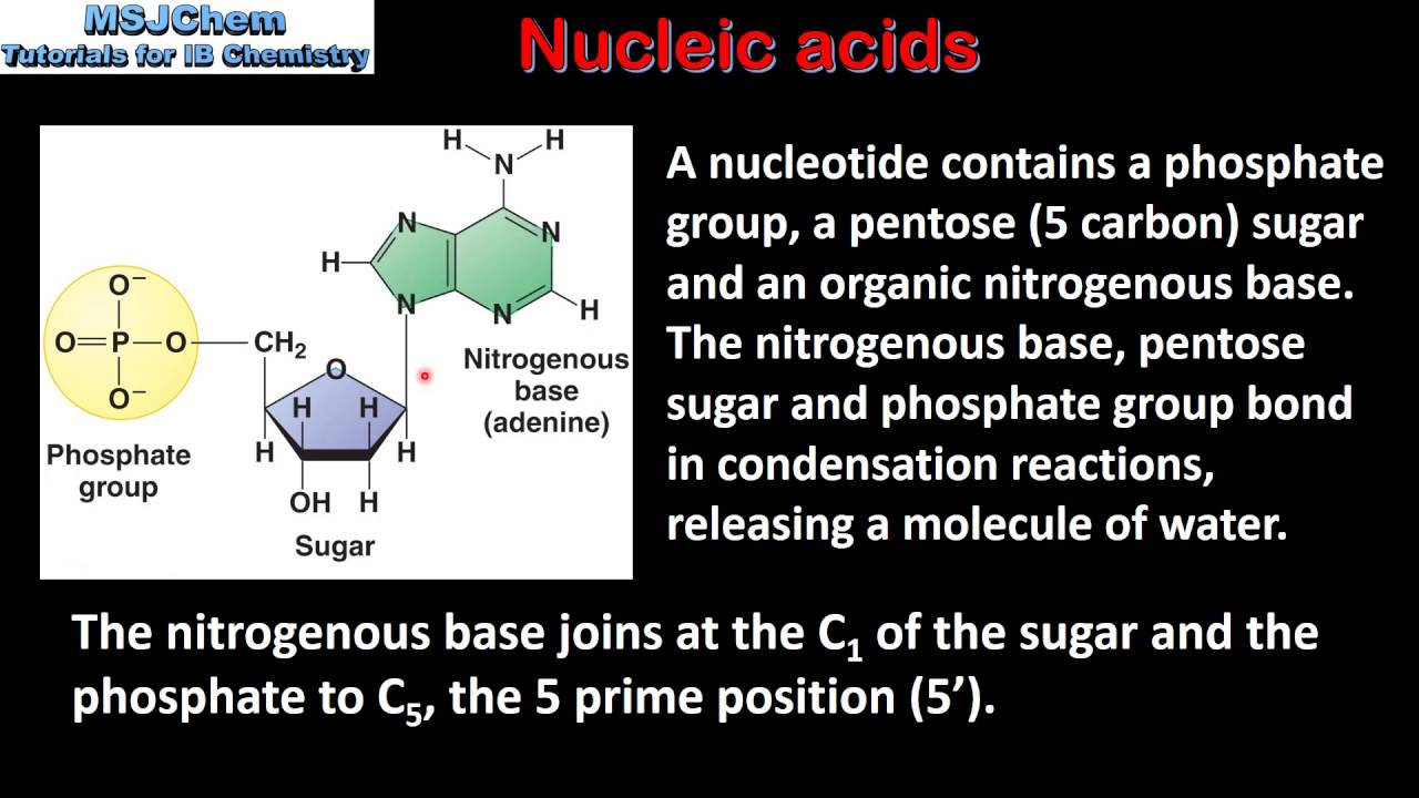 B.8 Nucleic acids / Polynucleotides - DNA and RNA (HL)