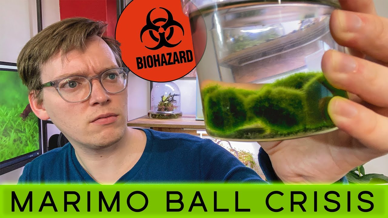 I'm DESTROYING my MARIMO BALLS. Here's why...