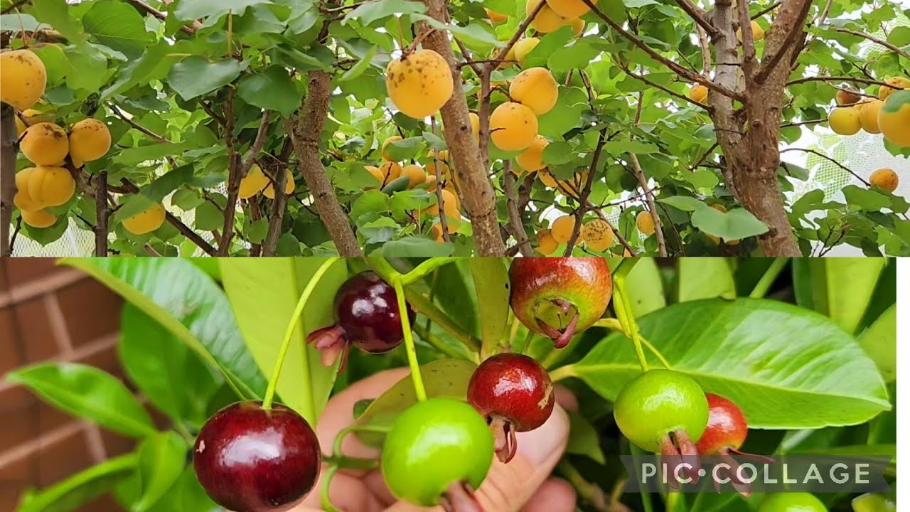 First Apricots & Grumichama - Temperate & Tropical Fruit