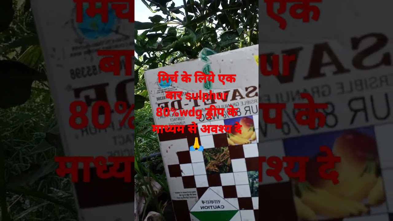 cosavet-df sulphur 80%wdg मिर्च के लिये ||इंडियन किसान