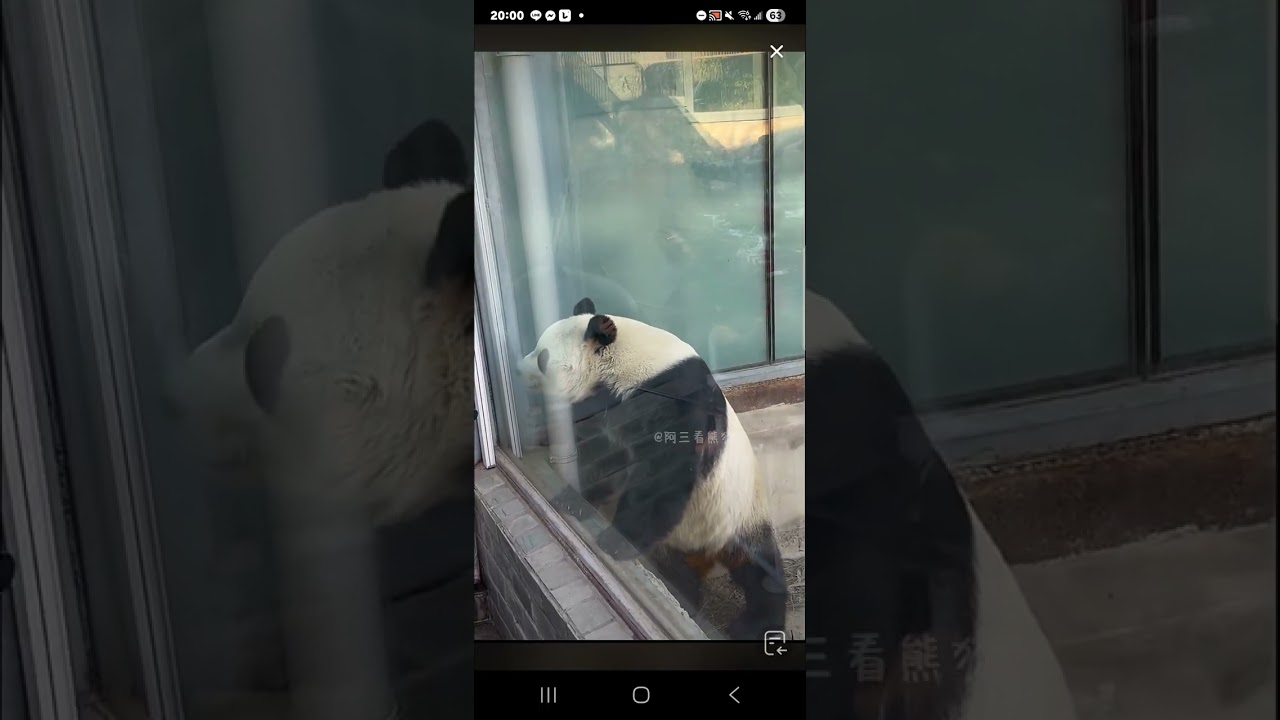 阿三看熊貓錄頻分享🐼 1月24號 小萌蘭日常活動時間
