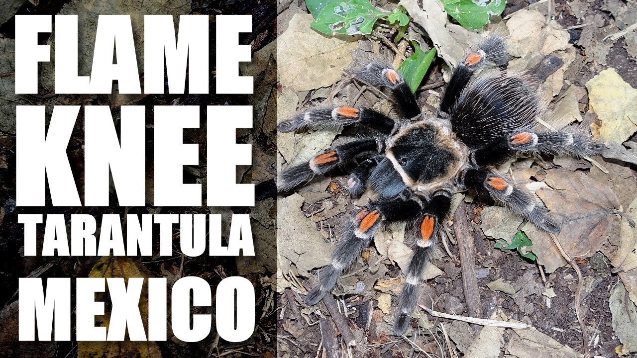 FLAME KNEE TARANTULA Mexico