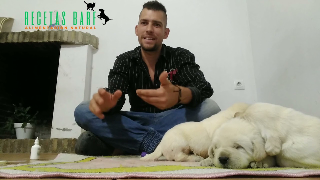Primera DESPARASITACI&Oacute;N en CACHORROS de 1 MES | DOSIS Lomper | &iquest;Cu&aacute;ndo desparasitar un perro?