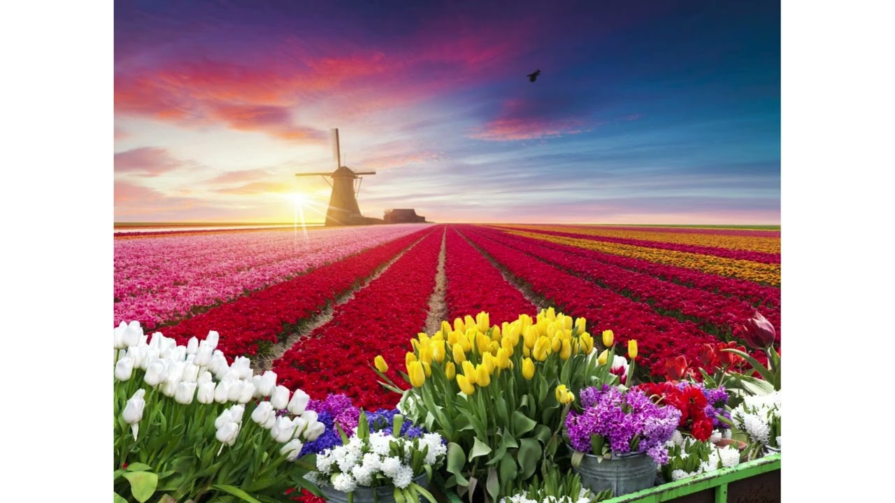 Spring tulips with windmill