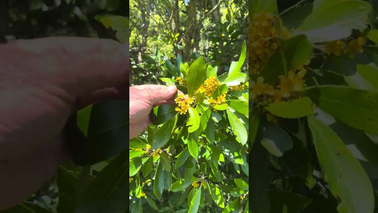🐝 Tristaniopsis laurina, широко известная как водяная камедь, является отличным источником нектар...