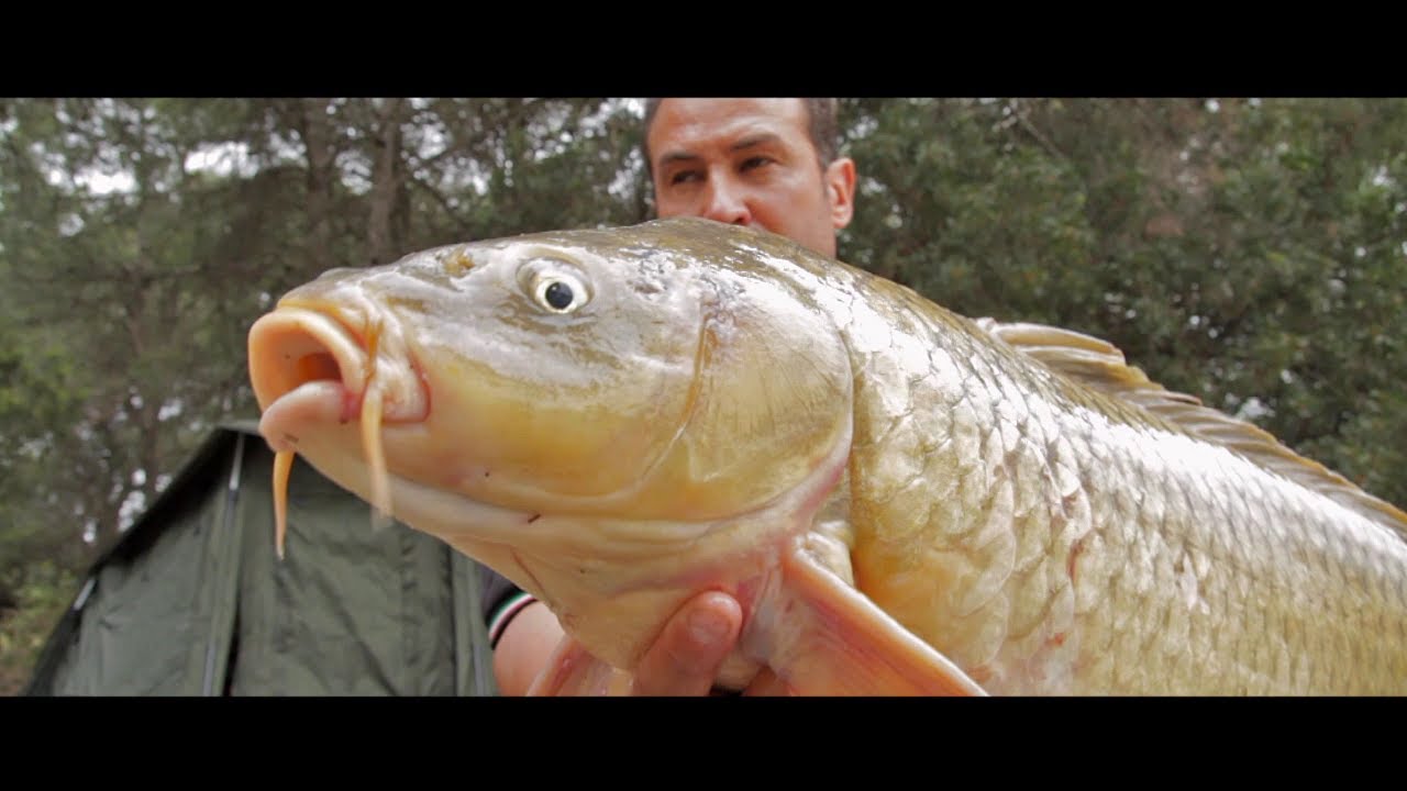 K-Karp - Carp Fishing TV - L'impeto del Rio Ebro 1 - con Simone Bertoni - HD Video