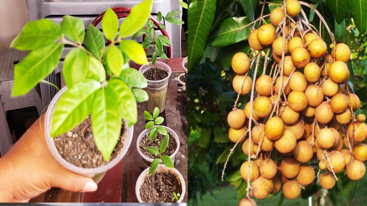 🌱 Como GERMINAR  LOGAN OLHO DE DRAGÃO 👀🐉🐉 #FRUTAEXÓTICA #LOGAN