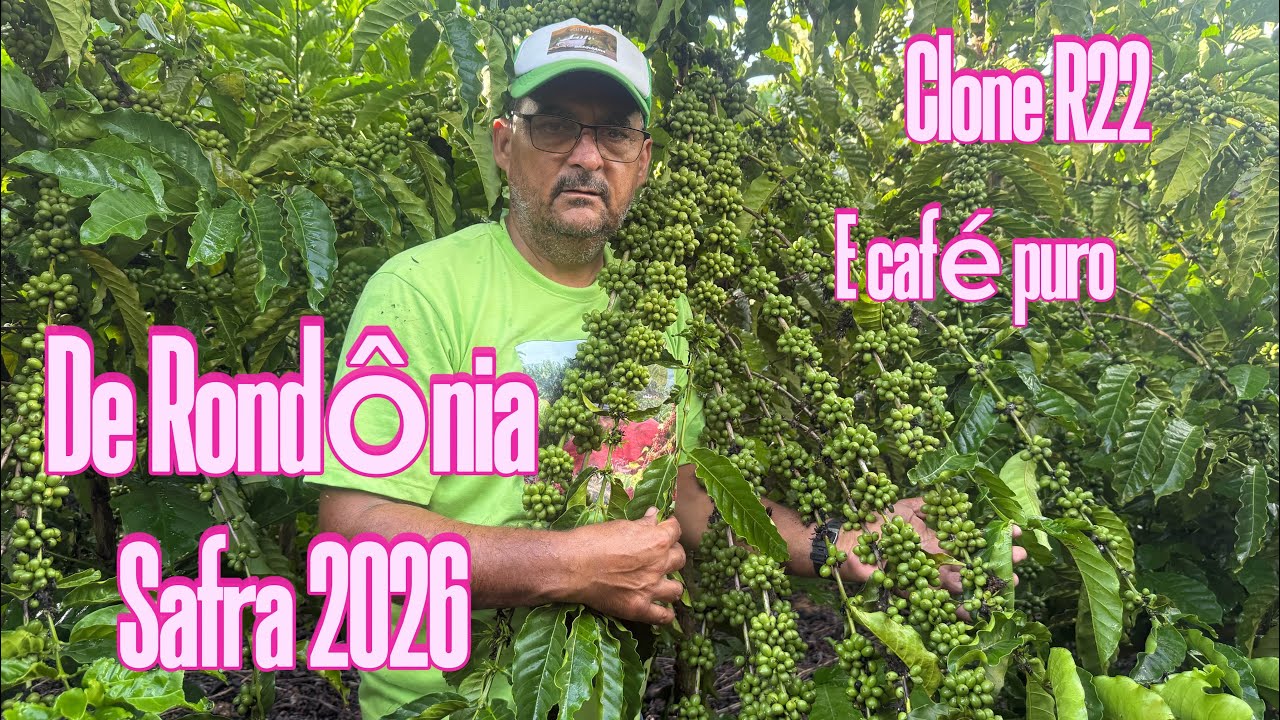 Vejam como colocar (3) galhos no clone R22 de Rondônia 