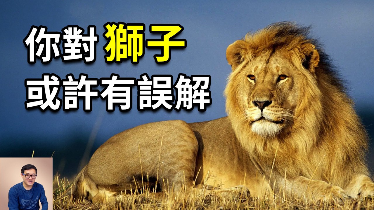 為什麼說獅子被嚴重誤解？真打不過老虎嗎？母獅戰鬥力其實超乎想象，雄獅則另有隱秘真相&hellip;&hellip;【老肉雜談】#獅子 #老虎 #動物 #生物 #冷知識