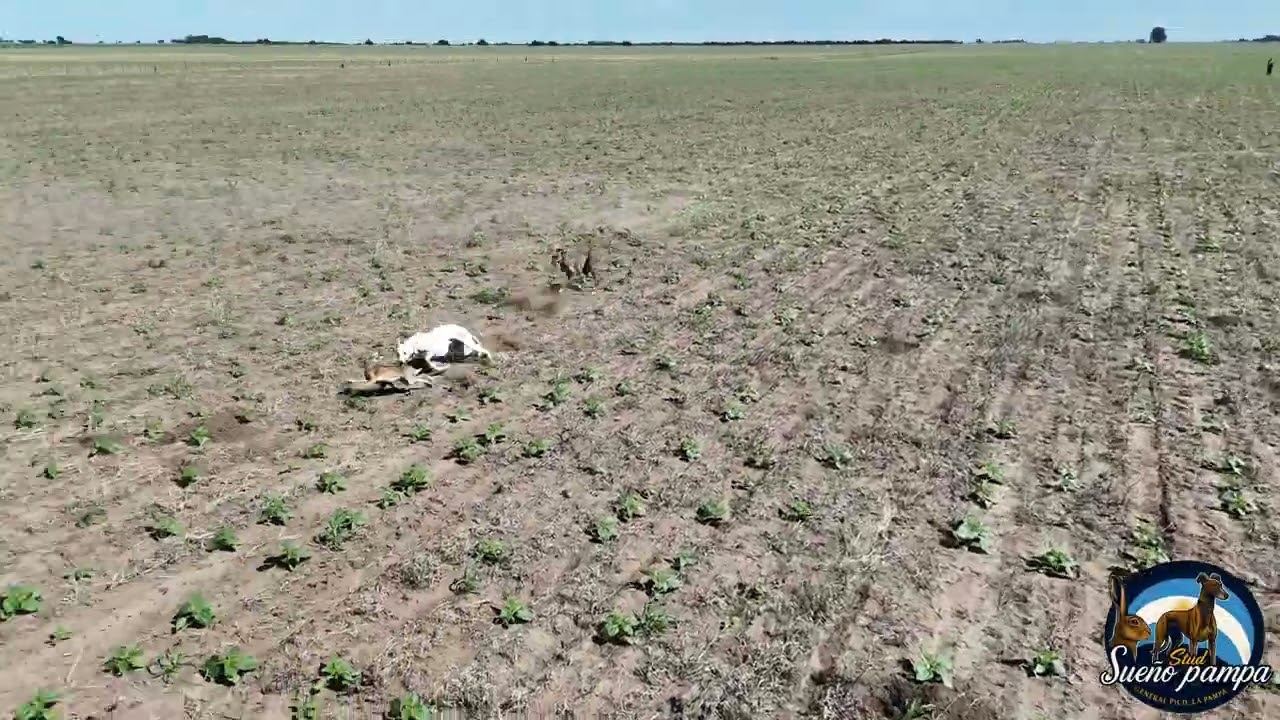 Galgos de campo. Galgos filmados con drone 2025.