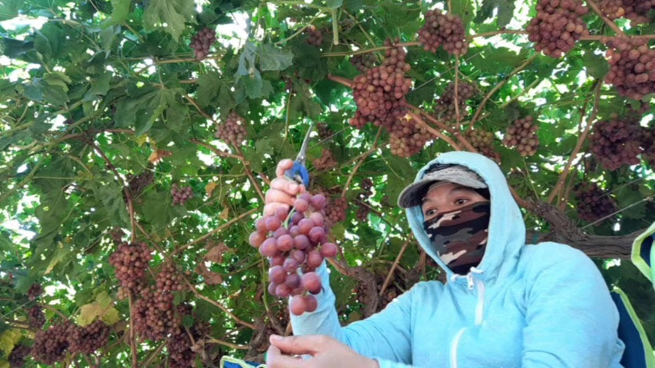 SEGUNDA SEMANA DE COSECHA DE UVAS