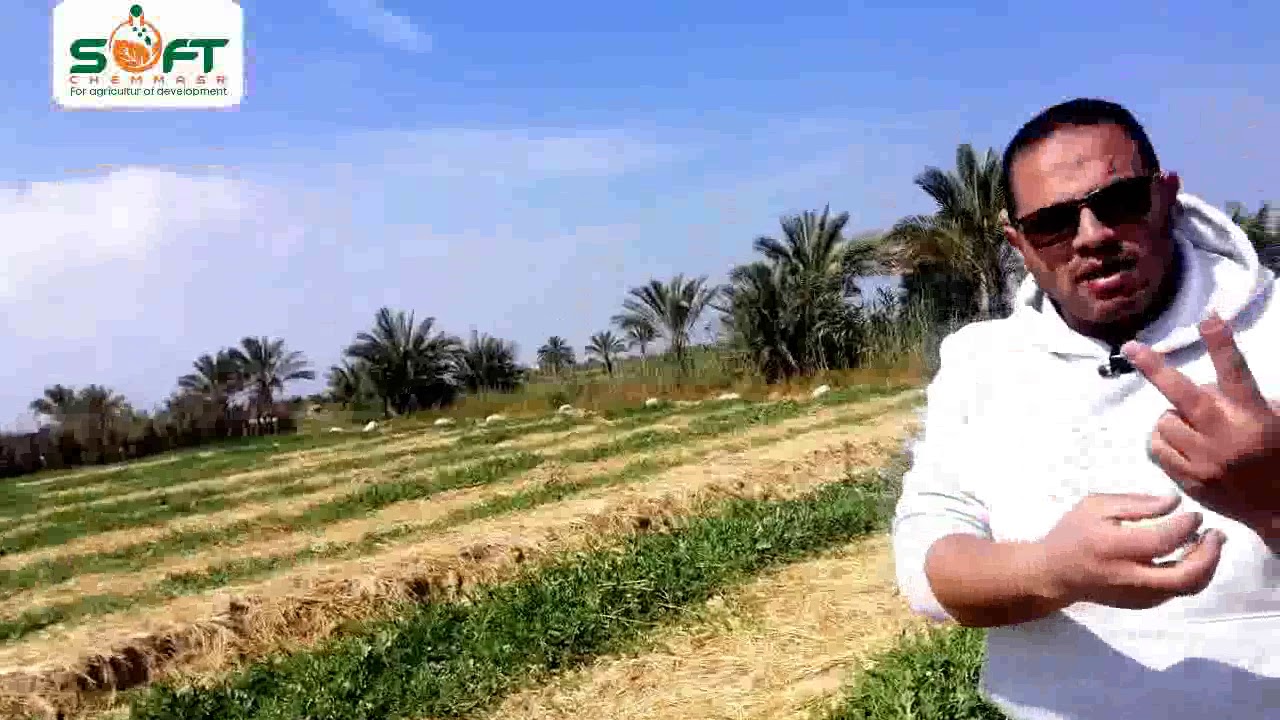 الجزء الخامس لارض البطيخ واهم العوامل المؤثرة على نمو البطيخ#م_رضا_توفيــق_ابوحمزه