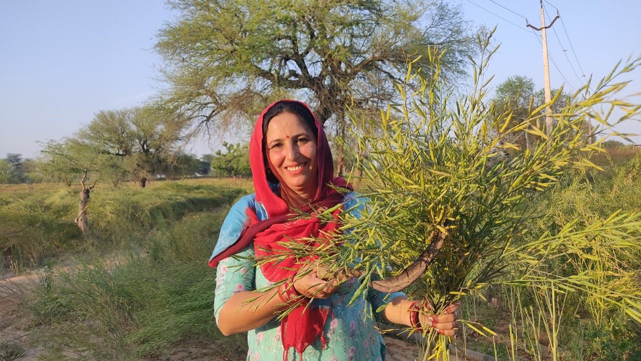 10 March 2026🌿हो गई सरसो की कटाई शूरु🌿👍