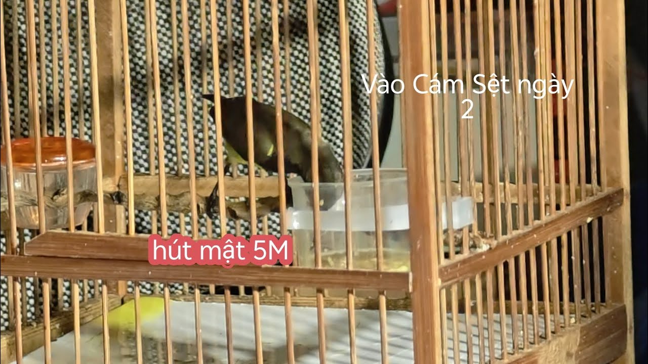 Vào cám chim hút mật 5 màu bổi ngày thứ 2 giai đoạn cám sệt chia sẽ 