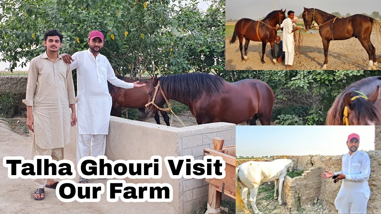 Talha Ghouri ko apny horse Farm ka visit karwaya