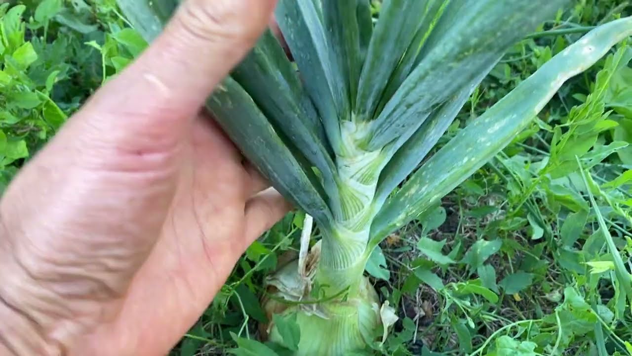 Permakultúrna záhrada založená na záhonoch  Rozuma