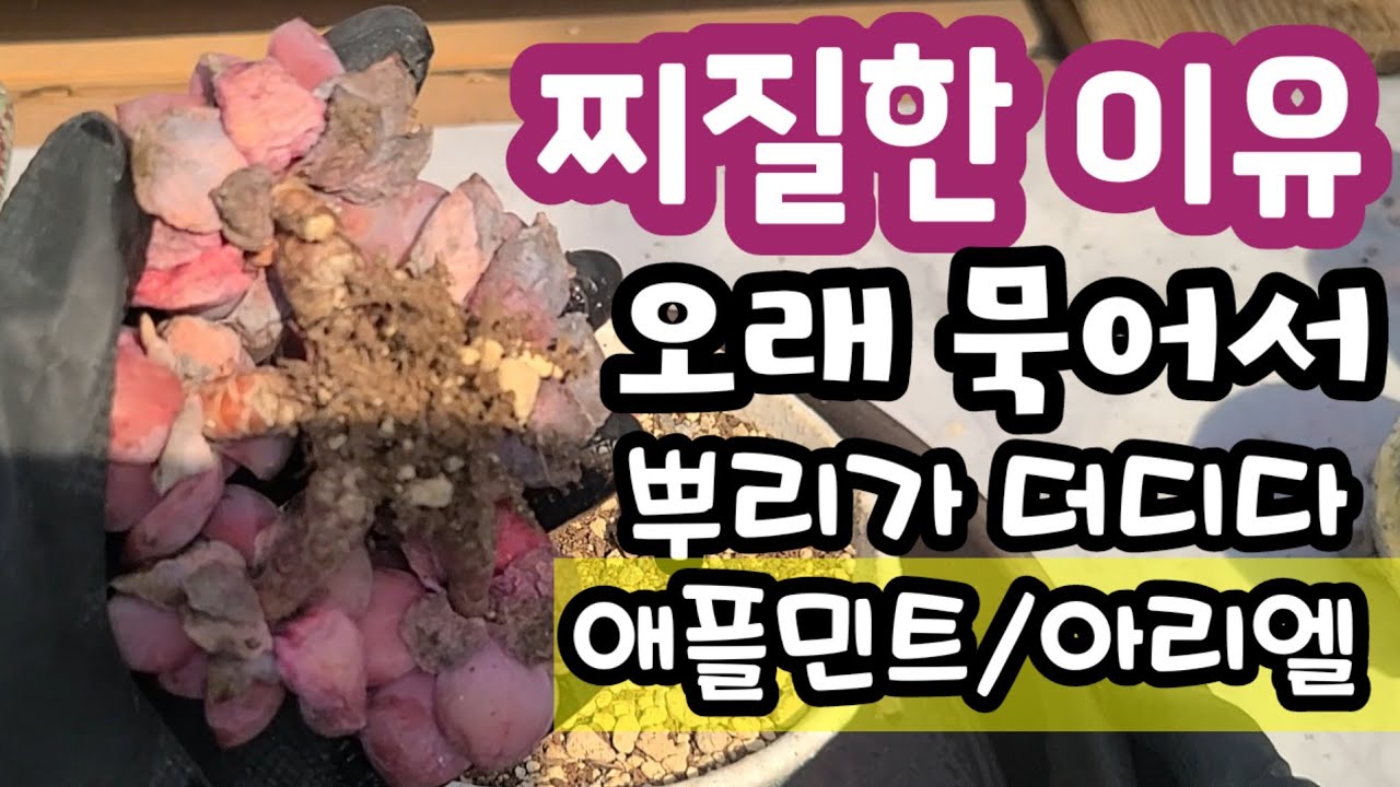 다육이가  찌질한 이유는  뿌리 부실이 큰 원인 💕 뿌리 활착 못하는 아리엘, 자구내는 애플민트, 물필요힌 모건뷰티 소환해서 케어해줍니다~💕